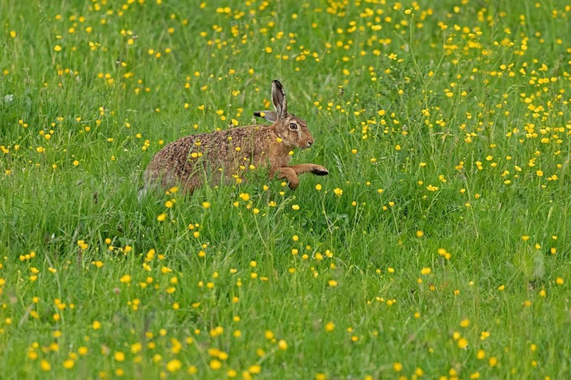 Hare running across meadow, Geltinger Birk, Geltinger Bucht, Nieby, Schleswig-Holstein, Germany, Europe