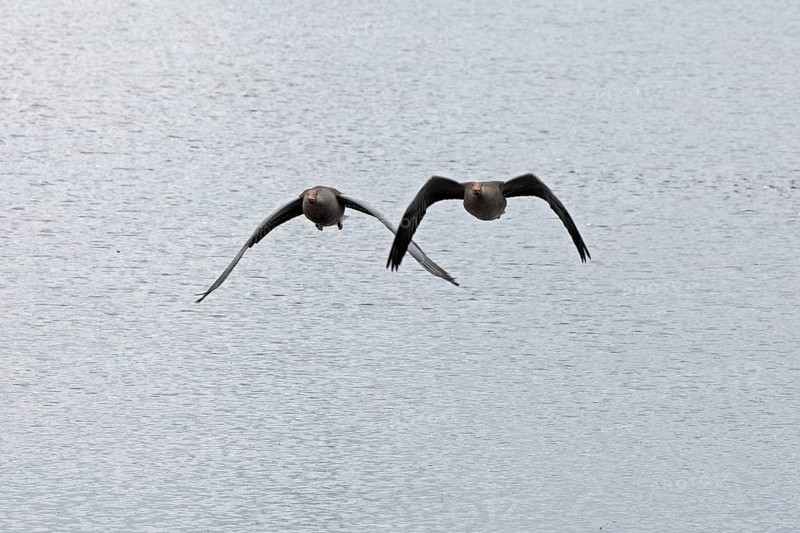 Greylag geese (Anser anser) in flight, water, Geltinger Birk, Geltinger Bucht, Nieby, Schleswig-Holstein, Germany, Europe
