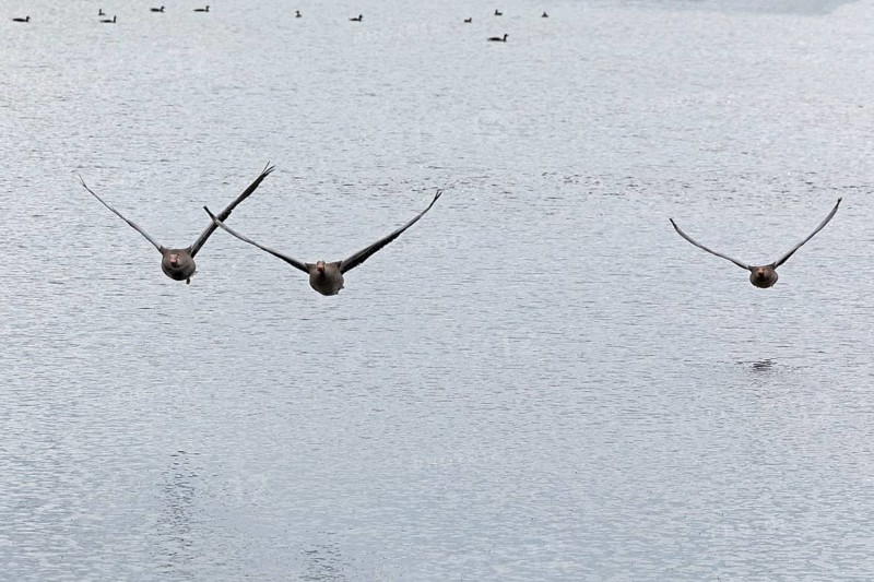Greylag geese (Anser anser) in flight, water, Geltinger Birk, Geltinger Bucht, Nieby, Schleswig-Holstein, Germany, Europe