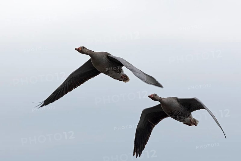 Greylag geese (Anser anser) in flight, Geltinger Birk, Geltinger Bucht, Nieby, Schleswig-Holstein, Germany, Europe