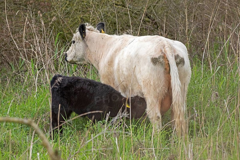Galloway cattle, cow, calf, suckling, drinking, Geltinger Birk, Geltinger Bucht, Nieby, Schleswig-Holstein, Germany, Europe