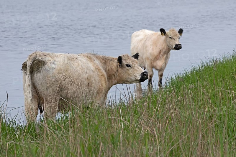 Galloway cattle, water, Geltinger Birk, Geltinger Bucht, Nieby, Schleswig-Holstein, Germany, Europe