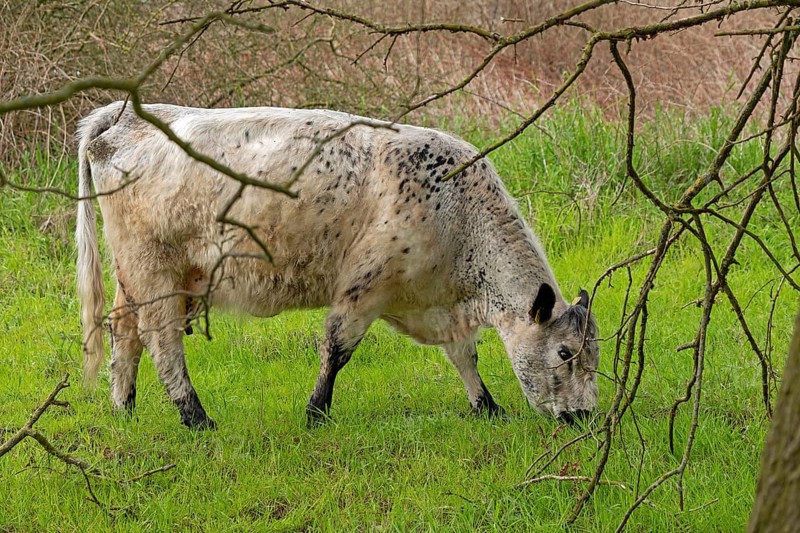 Galloway cattle grazing, Geltinger Birk, Geltinger Bucht, Nieby, Schleswig-Holstein, Germany, Europe