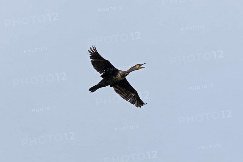 Great cormorant (Phalacrocorax carbo) in flight, tattered, screaming, Geltinger Birk, Geltinger Bucht, Nieby, Schleswig-Holstein, Germany, Europe