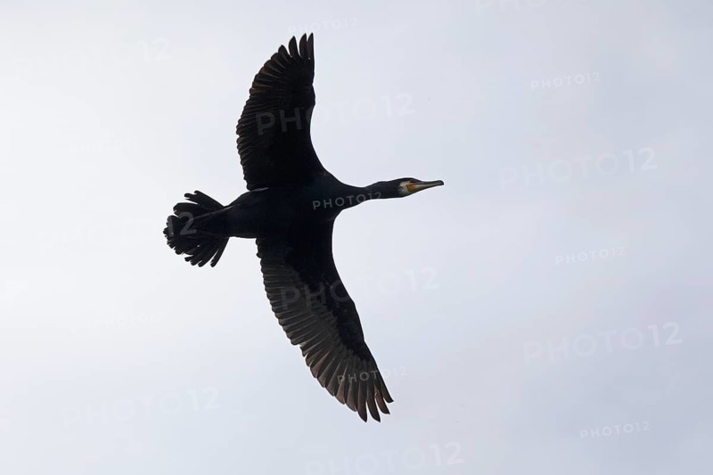 Cormorant (Phalacrocorax carbo) in flight, Geltinger Birk, Geltinger Bucht, Nieby, Schleswig-Holstein, Germany, Europe