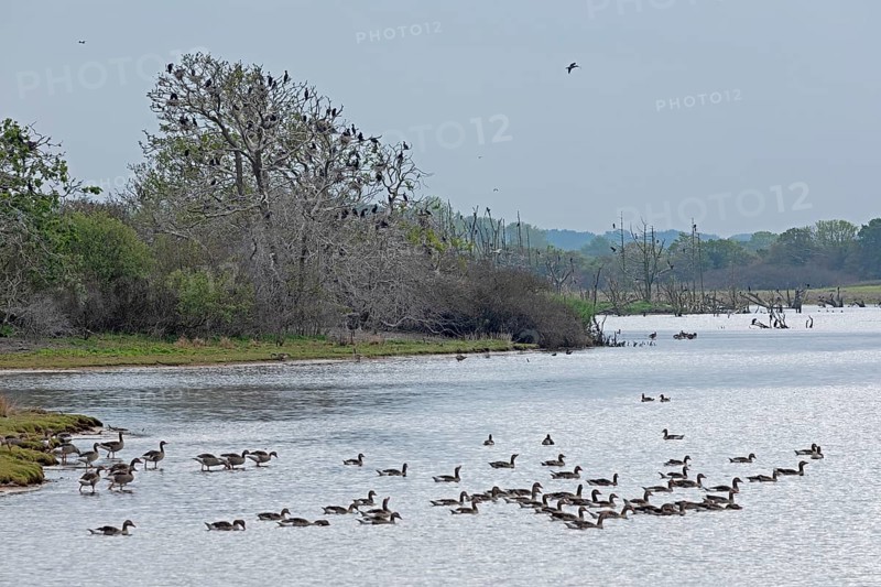 Cormorant colony, grey geese, water, Geltinger Birk, Geltinger Bucht, Nieby, Schleswig-Holstein, Germany, Europe