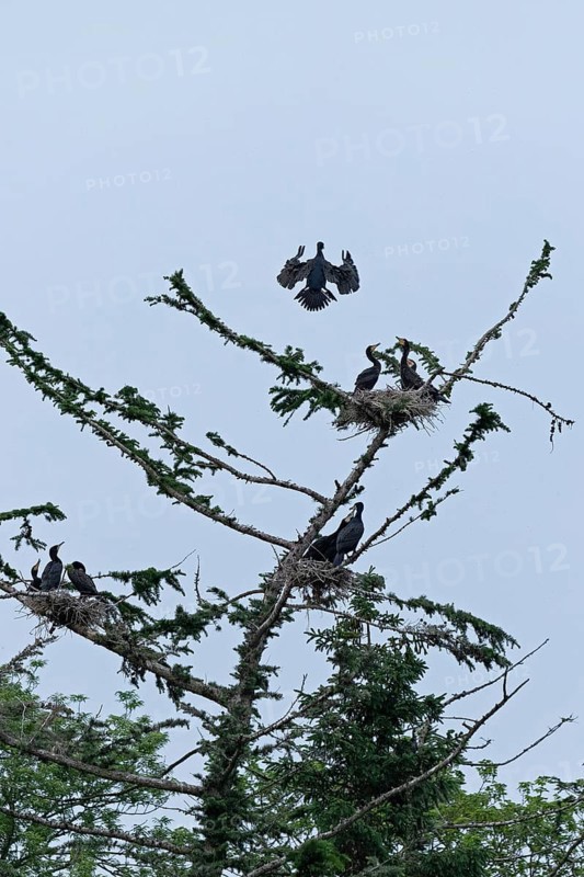 Cormorant colony, flying great cormorant (Phalacrocorax carbo), nest, young, Geltinger Birk, Geltinger Bucht, Nieby, Schleswig-Holstein, Germany, Europe