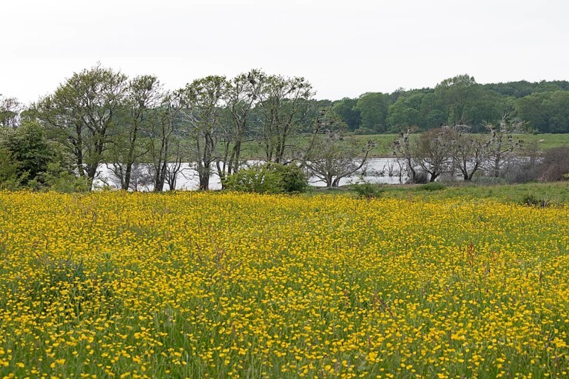 Cormorant colony, meadow, buttercups, buttercups, Geltinger Birk, Geltinger Bucht, Nieby, Schleswig-Holstein, Germany, Europe