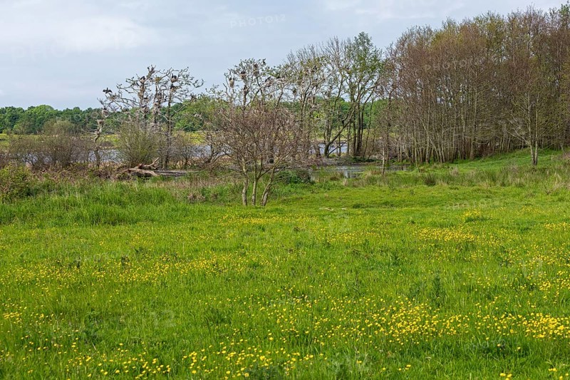 Cormorant colony, meadow, buttercups, buttercups, Geltinger Birk, Geltinger Bucht, Nieby, Schleswig-Holstein, Germany, Europe