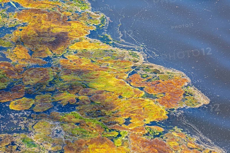 Algae, Sea, Baltic Sea, Geltinger Birk, Geltinger Bucht, Nieby, Schleswig-Holstein, Germany, Europe