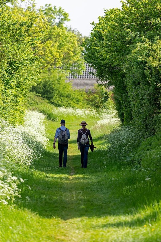 Trees, hiking trail, people, Geltinger Birk, Geltinger Bucht, Nieby, Schleswig-Holstein, Germany, Europe