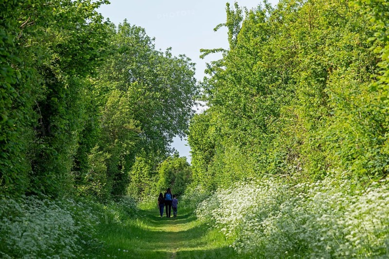 Trees, hiking trail, people, Geltinger Birk, Geltinger Bucht, Nieby, Schleswig-Holstein, Germany, Europe