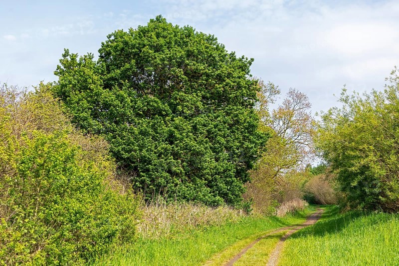 Trees, hiking trail, Geltinger Birk, Geltinger Bucht, Nieby, Schleswig-Holstein, Germany, Europe