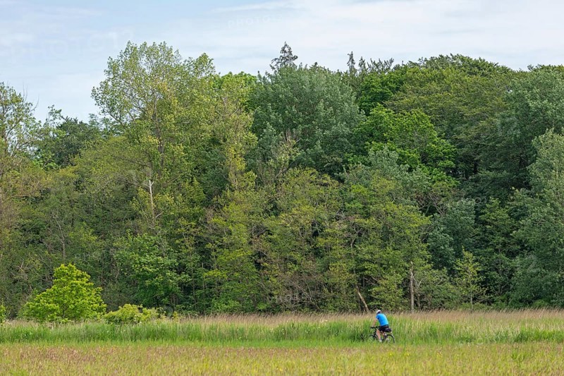 Trees, cyclist, Geltinger Birk, Geltinger Bucht, Nieby, Schleswig-Holstein, Germany, Europe