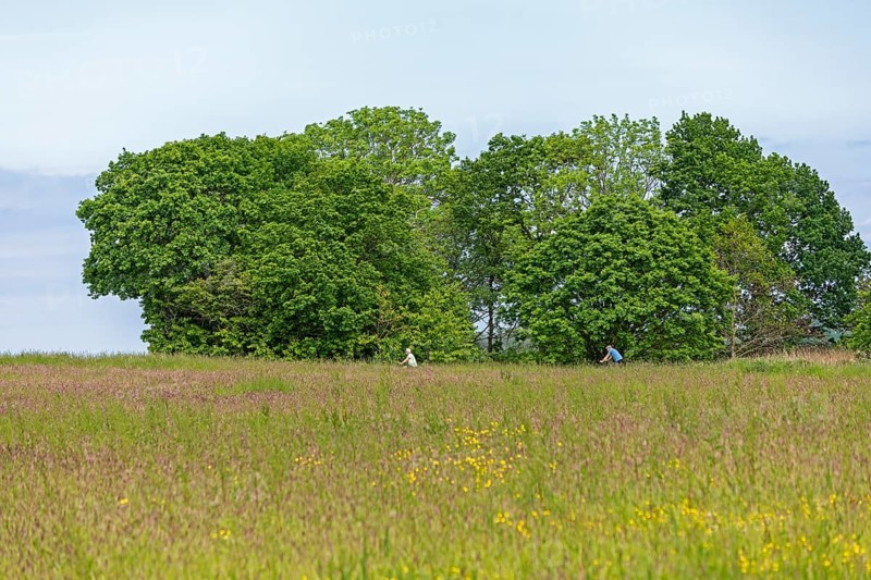 Trees, meadow, cyclist, Geltinger Birk, Geltinger Bucht, Nieby, Schleswig-Holstein, Germany, Europe