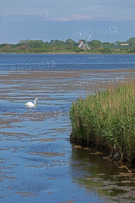 Windmill Charlotte, swan, sea, Baltic Sea, Geltinger Birk, Geltinger Bucht, Nieby, Schleswig-Holstein, Germany, Europe