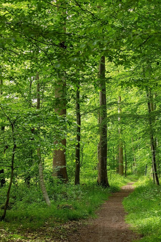 Forest path, Geltinger Birk, Geltinger Bucht, Nieby, Schleswig-Holstein, Germany, Europe