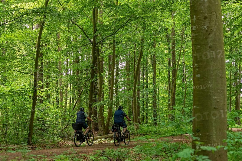 Forest path, cyclist, Geltinger Birk, Geltinger Bucht, Nieby, Schleswig-Holstein, Germany, Europe