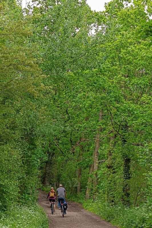 Forest path, cyclist, Geltinger Birk, Geltinger Bucht, Nieby, Schleswig-Holstein, Germany, Europe