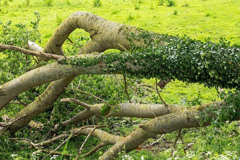 Fallen tree, Geltinger Birk, Geltinger Bucht, Nieby, Schleswig-Holstein, Germany, Europe