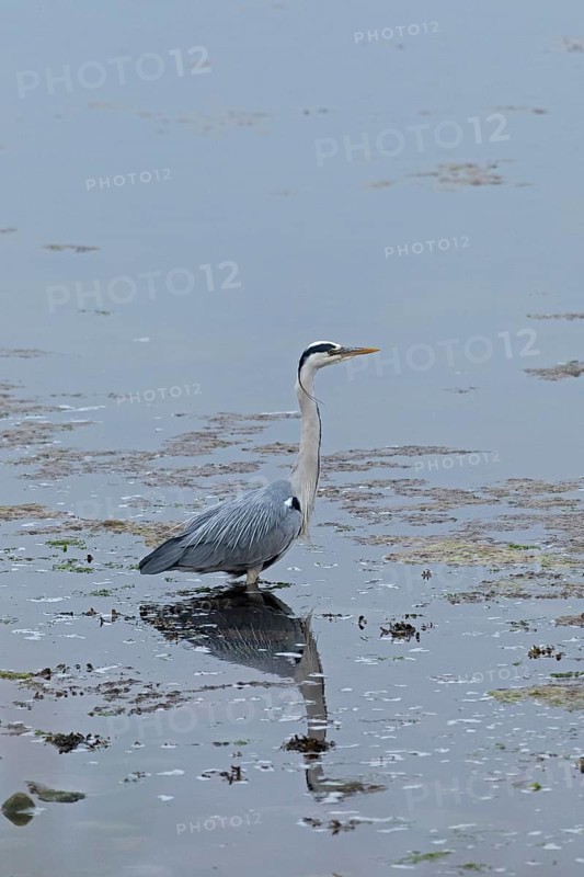 Grey heron (Ardea cinerea) standing in the water, reflection, Geltinger Birk, Geltinger Bucht, Nieby, Schleswig-Holstein, Germany, Europe
