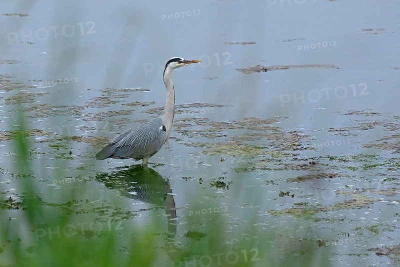 Grey heron (Ardea cinerea) standing in the water, reflection, Geltinger Birk, Geltinger Bucht, Nieby, Schleswig-Holstein, Germany, Europe
