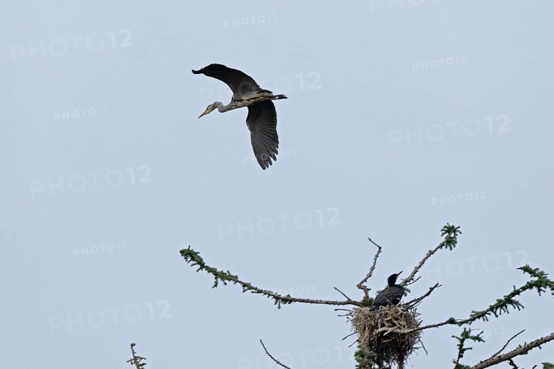 Grey heron (Ardea cinerea) in flight, great cormorant (Phalacrocorax carbo) in nest, Geltinger Birk, Geltinger Bucht, Nieby, Schleswig-Holstein, Germany, Europe