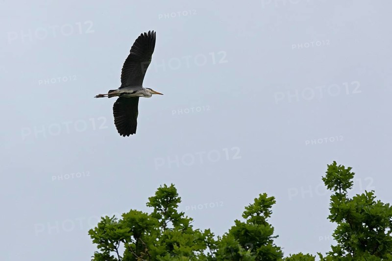 Grey heron (Ardea cinerea) in flight, Geltinger Birk, Geltinger Bucht, Nieby, Schleswig-Holstein, Germany, Europe