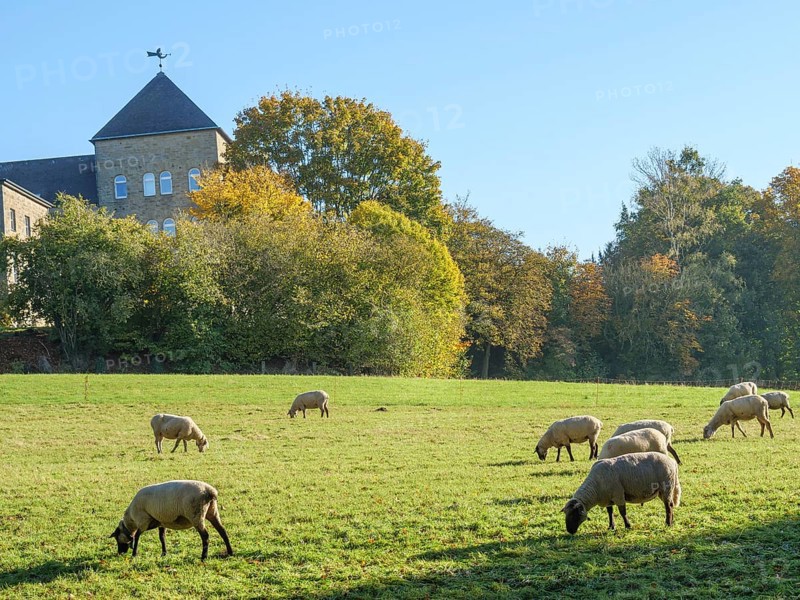 Sheep grazing on a green meadow in front of a historic building in autumnal landscape, nottuln, münsterland, germany