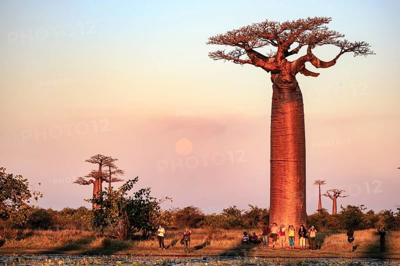 The famous baobab alley in Madagaskar