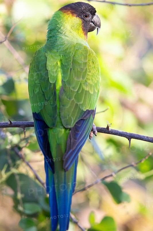Nanday parakeet (Aratinga nenday) Pantanal Brazil