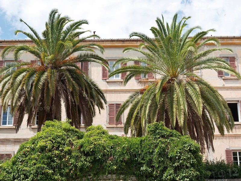 Two palm trees in front of an old building façade with Mediterranean-style windows, ajaccio, corsica, france