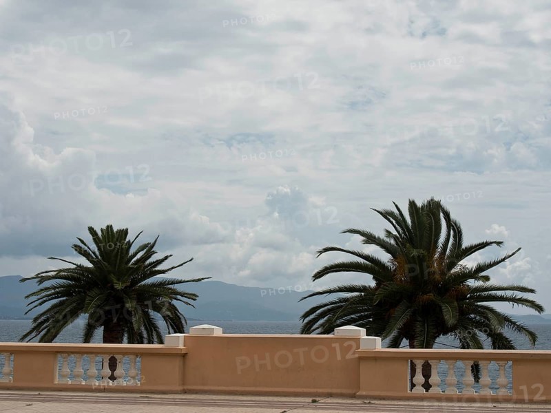 Two palm trees reaching out over a white wall towards the sea and the horizon, under a cloudy sky, ajaccio, corsica, france