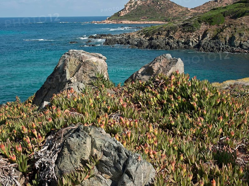 Coast with large rocks, lush vegetation and clear blue water, ajaccio, corsica, france