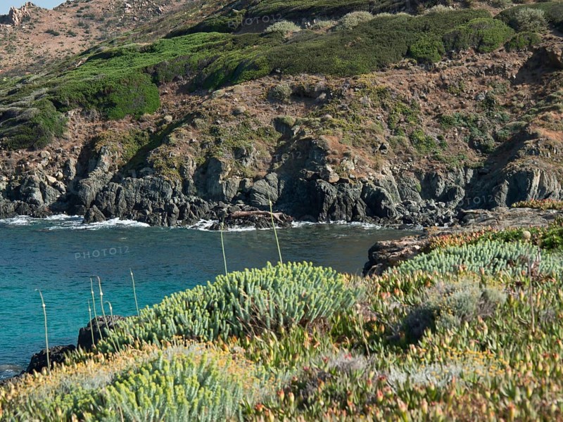 Plants along a rocky coastline overlooking the sea in a green landscape, ajaccio, corsica, france