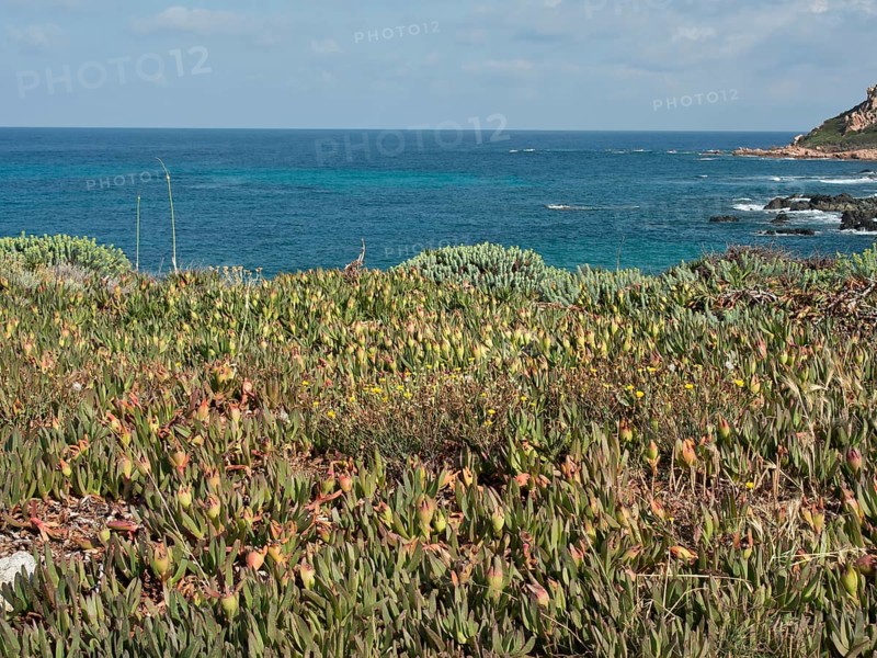 Green plants on the coast with a view of the blue sea under a blue sky, ajaccio, corsica, france