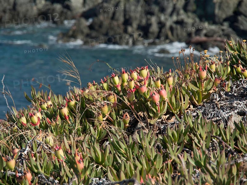 Close-up of plants along a rocky coast with the sea in the background on a summer day, ajaccio, corsica, france
