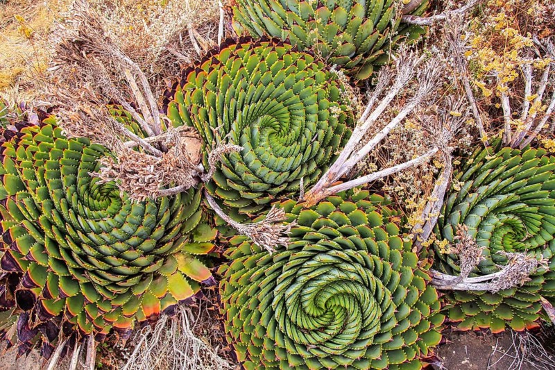 Four Spiral Aloe in Lesotho