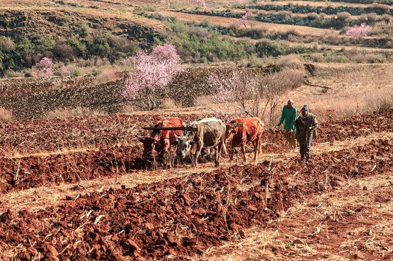 Two men plowing a field with yoke of oxen, Lesotho, Africa