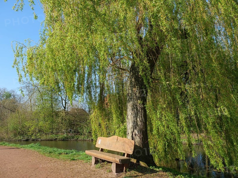 A wooden bench stands under a large tree with hanging branches on the bank of a quiet river on a bright spring day, marienthal, westphalia, germany