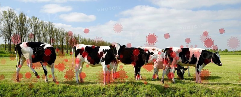 Bird flu virus outbreak, Avian influenza, infectious disease spreading to mammals and humans, sick cows