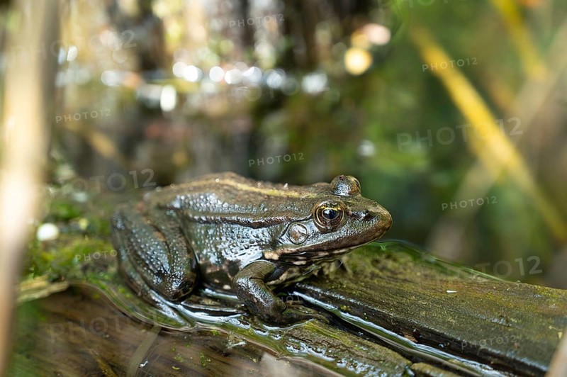 Aga toad, bufo marinus sitting on a tree log, amphibian inhabitant in wetland eco system, Haff Reimech