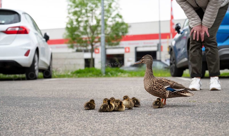 Duck family walking on a city road with cars, people trying to rescue birds from traffic, mother with ducklings, urban wildlife