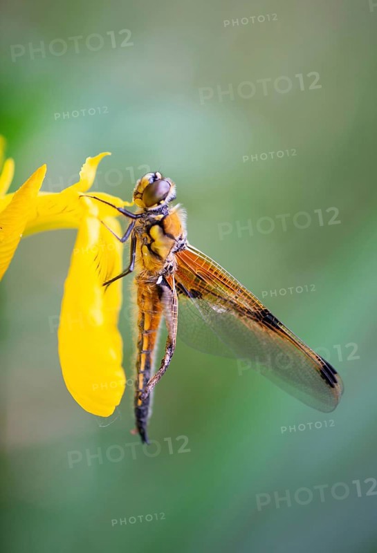 Red dragonfly is sitting on a yellow flower, newly hatched insect, wetland Haff Reimich, nature reserve in Luxembourg