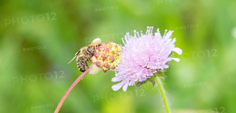 Dead honey bee on a clover flower, spider and fly eating the insect, close up