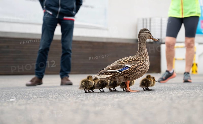 Duck family walking on a city road with cars, people trying to rescue birds from traffic, mother with ducklings, urban wildlife