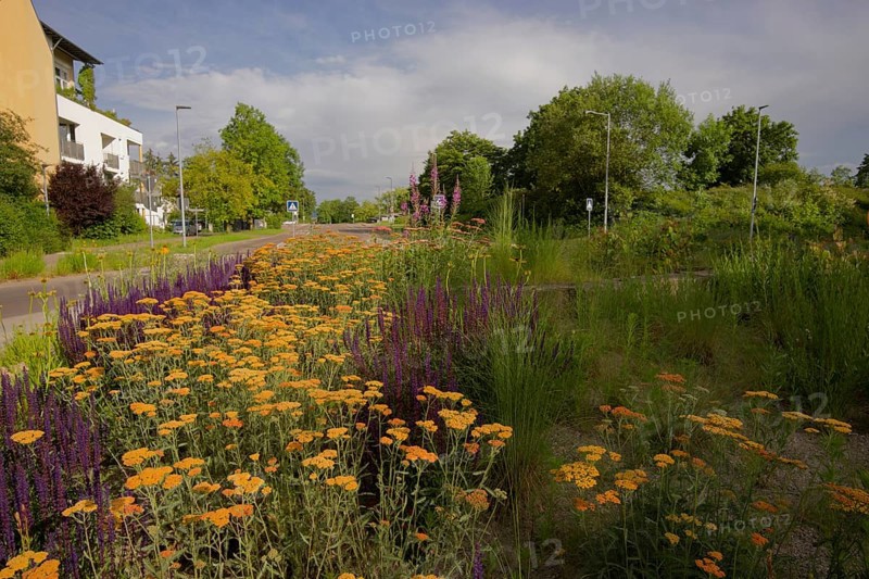 Flowering traffic island, flowering area, roundabout, road traffic, car, zebra crossing, housing estate, residential area, biodiversity, biotope, flowering area, flowering strip, urban, ecology, Schwäbisch Hall, Hohenlohe, Heilbronn-Franken, Baden-Württemberg, Germany, Europe