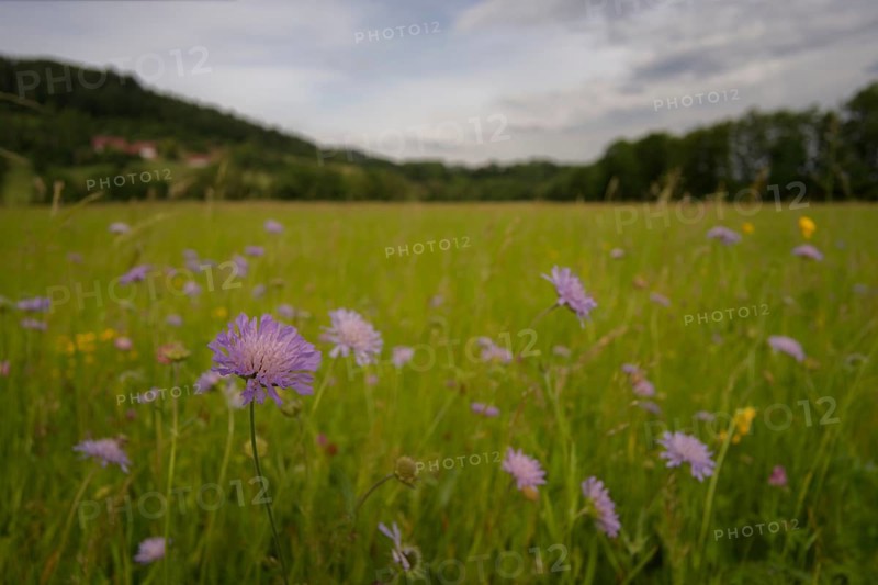 Natural flower meadow in late spring with scabiosa in bloom, Swabian-Franconian Forest nature park Park, Michelfeld, Schwäbisch Hall, Hohenlohe, Heilbronn-Franconia, Baden-Württemberg, Germany, Europe