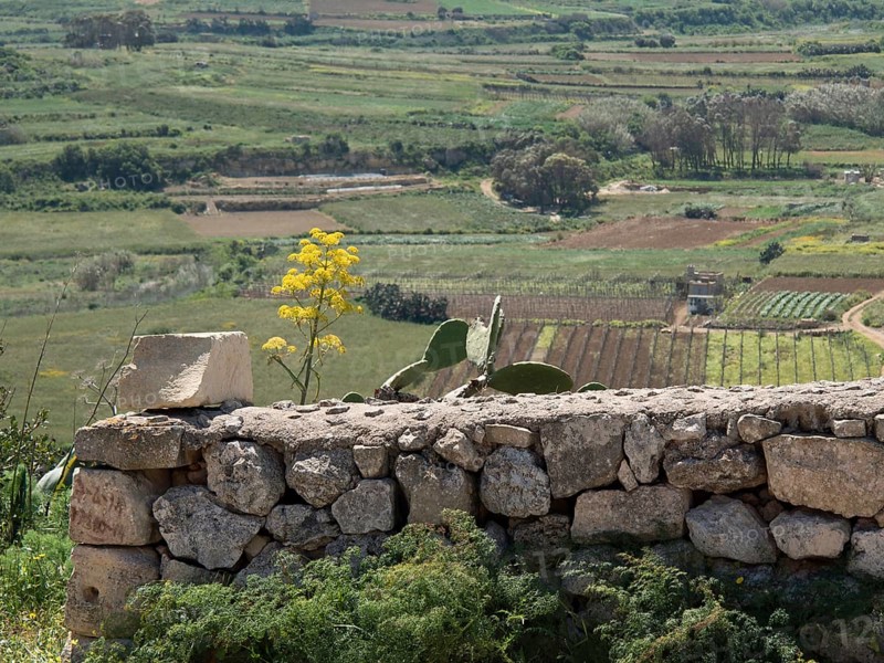 Wide view over a vast landscape and vineyards behind a stone wall, under a blue sky, Gozo, Mediterranean Sea, Malta, Europe