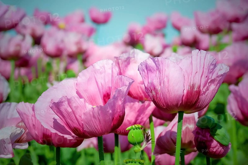 Opium poppy (Papaver somniferum), cultivation of edible poppy, poppy field, Donnersbergkreis, Palatinate, Rhineland-Palatinate